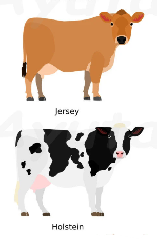 <ul><li><p>Holstein-Friesian</p></li><li><p>Jersey</p></li><li><p>Kiwi Cross (Cross between Holstein-Friesian and Jersey)</p></li></ul><p></p>