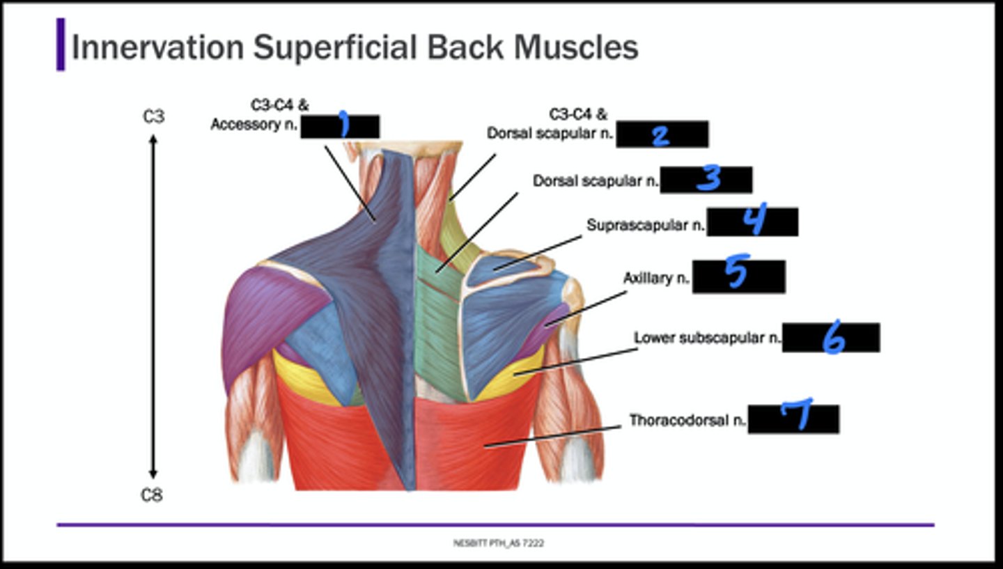<p>What is the nerve which innervates muscle 2?</p>