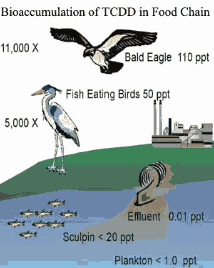 <p>Occurs when levels of toxin build up in a <strong>single organism</strong> over time</p>