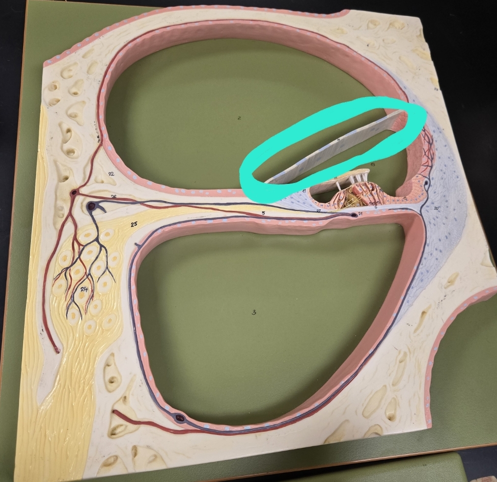 <p>Internal anatomy of the cochlea</p>