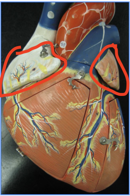 <p> layers that cover the left an right atria</p>