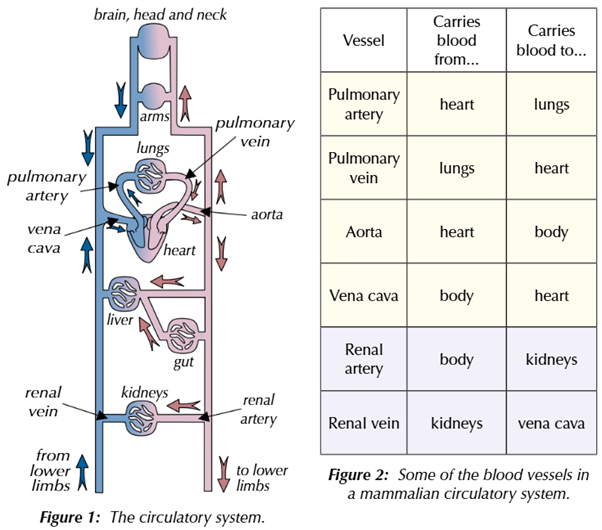 <p>blood takes respiratory gases, products of digestion, metabolic wastes, and hormones around the body. one circuit takes blood from the heart to the lungs and back and the other takes blood from the heart to the rest of the body and back</p><p>the heart gets supplied it’s own blood by the coronary arteries</p>