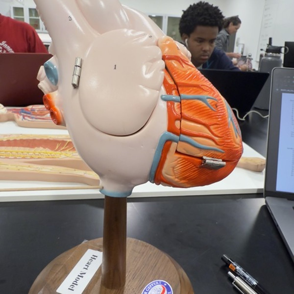 <p>Identify the structure.</p>