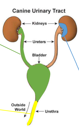 <p>Renal pelvis; blue in image</p>