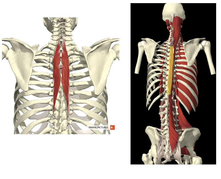 <p>Welke spier? Proximale en distel aanhechting? Innervatie? Functie?</p>