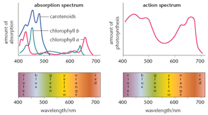 <p>A diagram that shows the amount of photosynthesis occurring at the different visible wavelengths of the Electromagnetic spectrum</p>