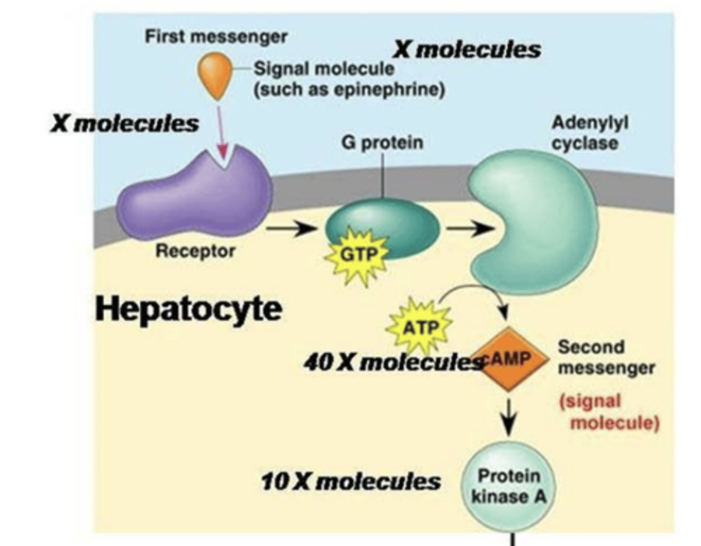 <p>- responds to small concentration of ligand</p><p>- rapid cellular response</p>