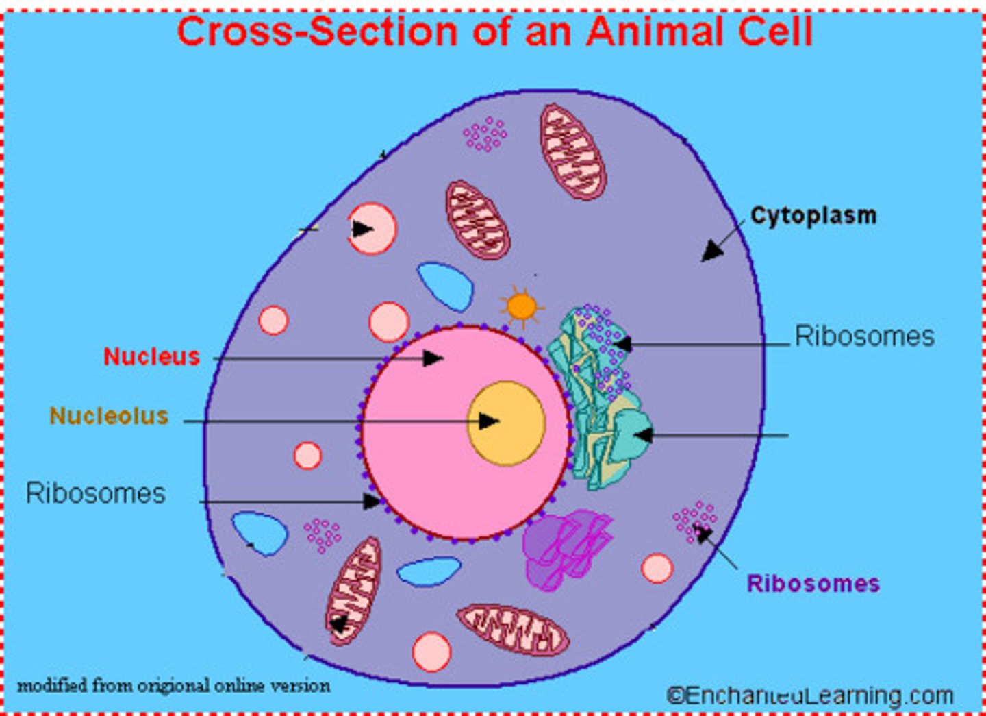 <p>Cytoplasmic organelles at which proteins are synthesized.</p><p>A cell organelle constructed in the nucleolus and functioning as the site of protein synthesis in the cytoplasm; consists of rRNA and protein molecules, which make up two subunits.</p>