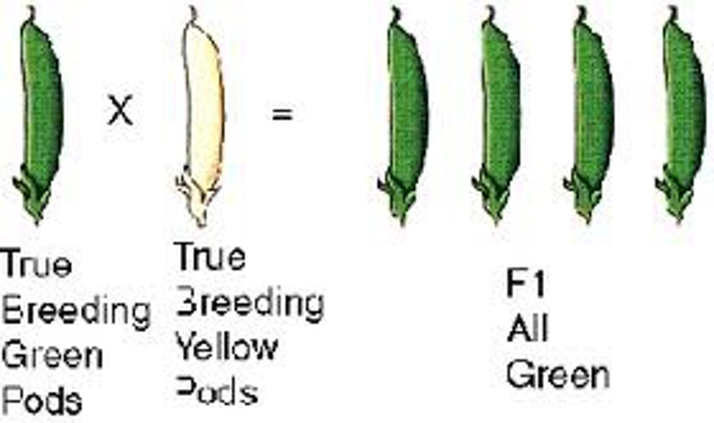 <p>an individual with a homozygous genotype</p>
