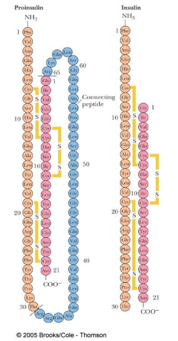 <p>The hormone insulin (responsible for glucose uptake) is made as an inactive 86 amino acid precursor (proinsulin). </p><p>Proteolytic removal of residues 31-65 generates the active form, (two chains and three disulfide bonds)</p>