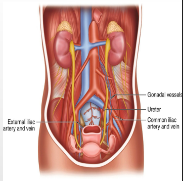 <p><strong>Ureters</strong><br>-Enter pelvic cavity from the abdomen by passing through the pelvic _____</p><p>-Enters in the area anterior to the common _____ artery ___________, continues along pelvic wall and floor to join the base of the _________</p><p>-In pelvis, crossed by the ductus ________ in men and ________ artery in women </p>