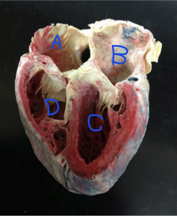 <p>What is B?</p>
