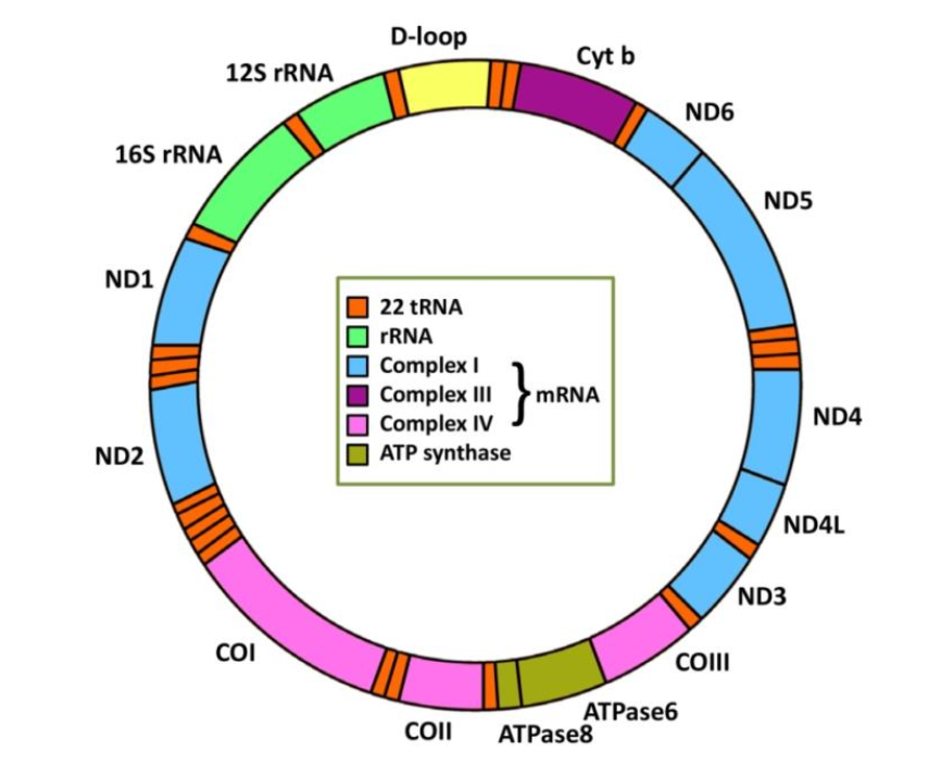 <p>Double stranded circular DNA</p>