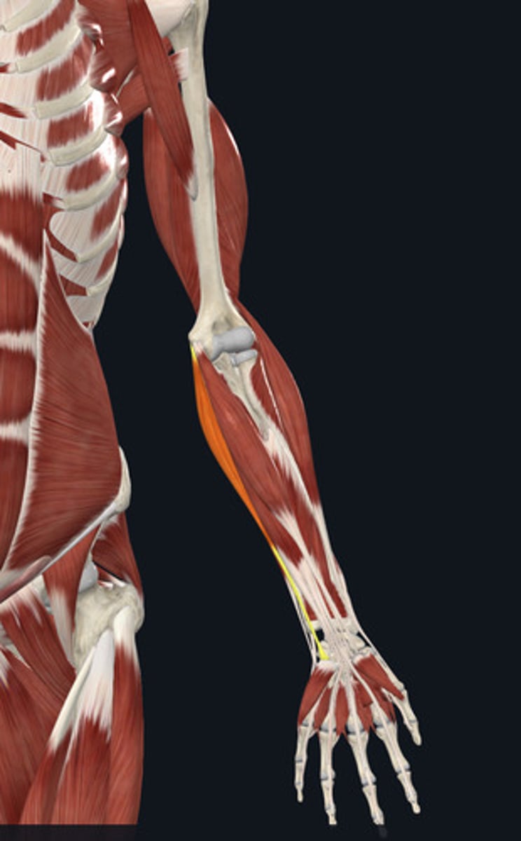<ul><li><p><u>Origin:</u>&nbsp;Humerus</p></li><li><p><u>Insertion:</u>&nbsp;Metacarpal 5 (but runs length of ‘ulna’), <strong>carpals</strong></p></li><li><p><u>Action:</u>&nbsp;Wrist (carpi) flexion</p></li></ul><p></p>