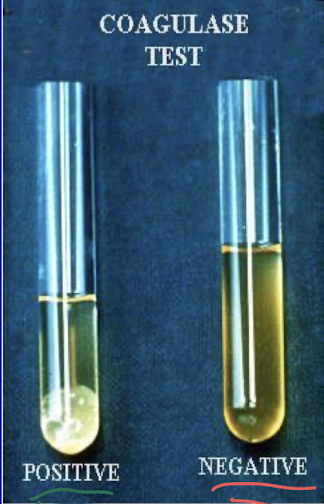 <p><strong>• Tube with diluted plasma</strong></p><p><strong>• Add 2 or 3 colonies and incubate for 3-6 hours at 37ºC</strong></p><ul><li><p><strong>Distinct clot made of fibrin forms in coagulase + species </strong></p></li></ul><p></p>