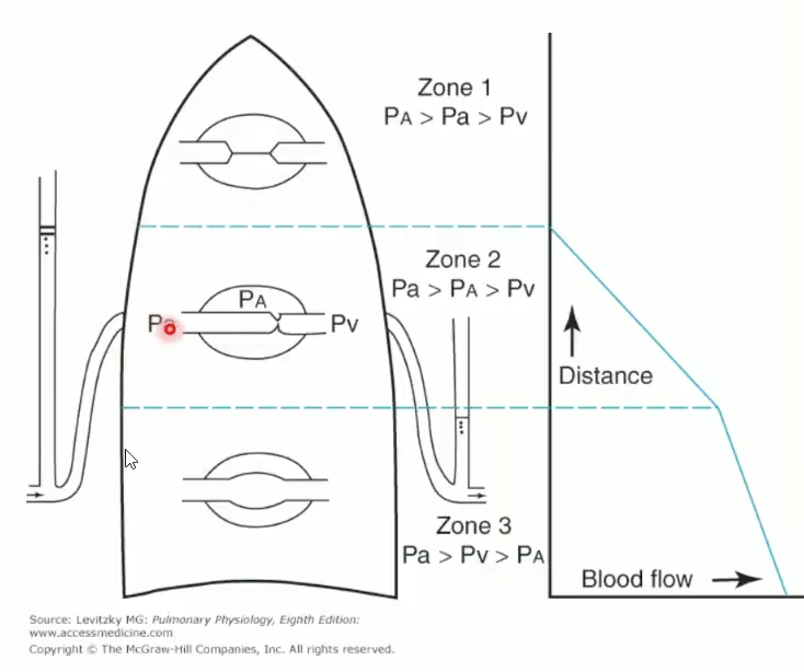 <p><span>Upright: </span><strong><span>base > apex</span></strong><span> perfusion due to hydrostatic pressure gradient</span></p><p><span>Creates </span><strong><span>Zones 1–3</span></strong><span> based on PA, Pa, Pv relationships</span></p><ul><li><p><strong><span>Zone 1 (apex): PA > Pa > Pv → no flow</span></strong></p></li><li><p><strong><span>Zone 2 (mid): Pa > PA > Pv → intermittent flow</span></strong></p></li><li><p><strong><span>Zone 3 (base): Pa > Pv > PA → continuous flow</span></strong></p></li></ul><p></p>