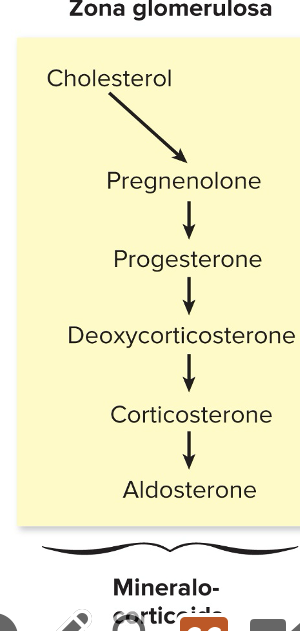 <p>1) aldosterone is one of the most potent of the <strong>mineralcorticoids</strong></p><p>2) plays a central role in the <strong>regulation of blood pressure </strong>mainly by acting on organs such as the <mark data-color="yellow" style="background-color: yellow; color: inherit;">kidney and the colon to INCREASE the amt of salt reabsorbed into the bloodstream and to increase the amt of K+ excreted in the urine</mark></p>