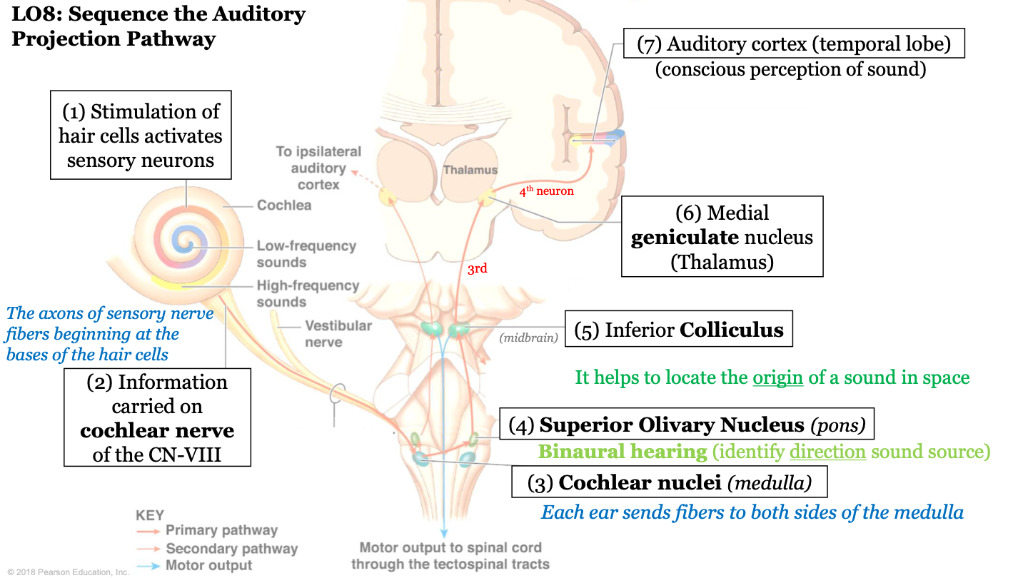 information is sent to the inferior colliculus; it helps locate the origin of a sound in space