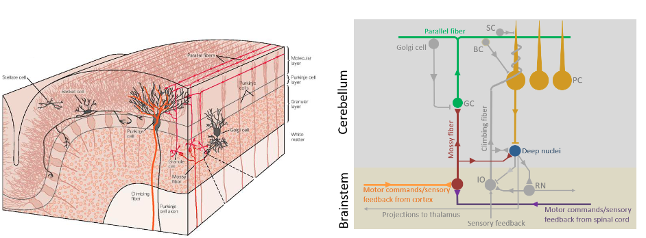 <p>Purkinje cells are lined up in rows along the folia. Parallel fibers run along the folia passing through the dendrites of Purkinje cells</p>