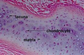 <ul><li><p>lacuna </p></li><li><p>chondrocyte→ individual </p></li></ul><p></p>