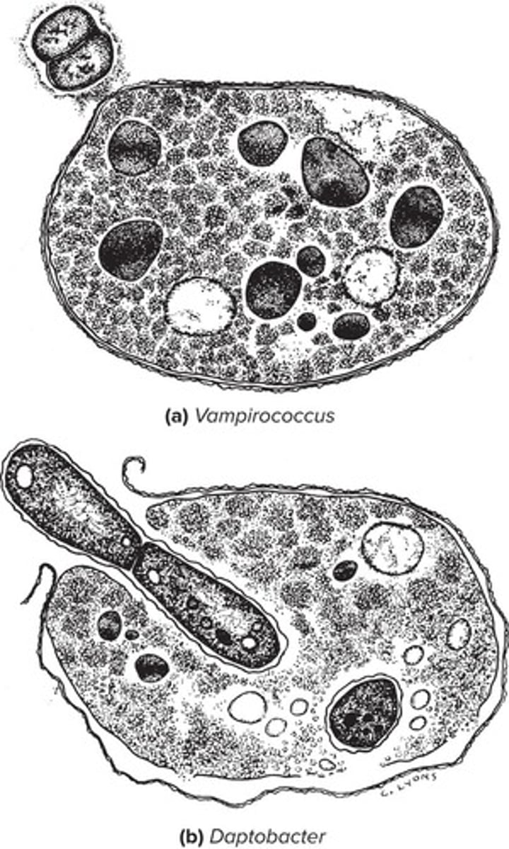 <p>Vampirococcus has an epibiotic mode of attacking prey.</p>