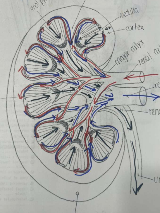 <p>visual representation </p>