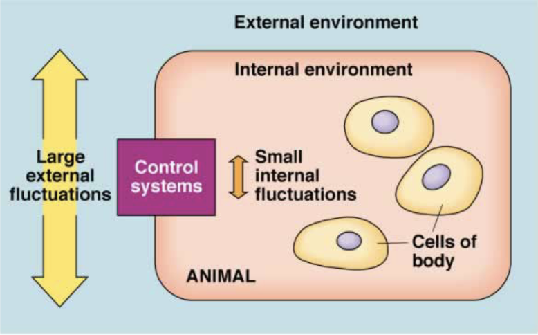 <p>dynamic steady state in the internal environment</p>