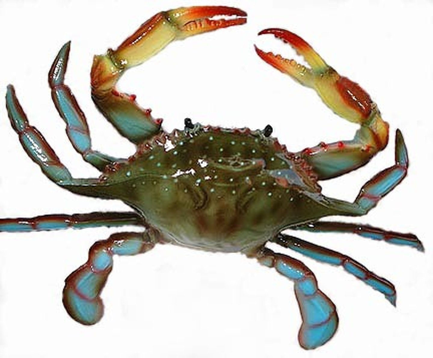 <p>Class: Malacostraca<br>5 pairs of walking legs<br>First pair of legs modified to chelipeds<br>Pincers used for prey capture &amp; defense<br>Most decapods are small<br>Many specialized adaptations &amp; behaviors<br>-e.g. Hermit crab; swimmer crab</p>