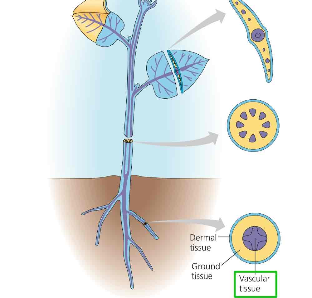 <p>Tissue system carrying out long-distance transport of materials between root and shoot systems and providing mechanical support.</p>