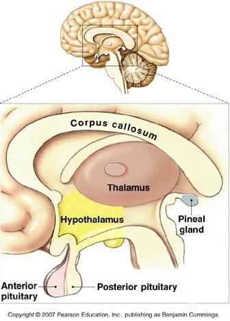 <p>What is the Hypothalamus often referred to as functionally?</p>