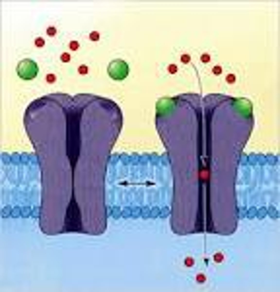 <p>They form pores in the membrane for charged particles to diffuse through. The pores open in response to a stimuli like changes in voltage or the binding of a particular molecule</p>