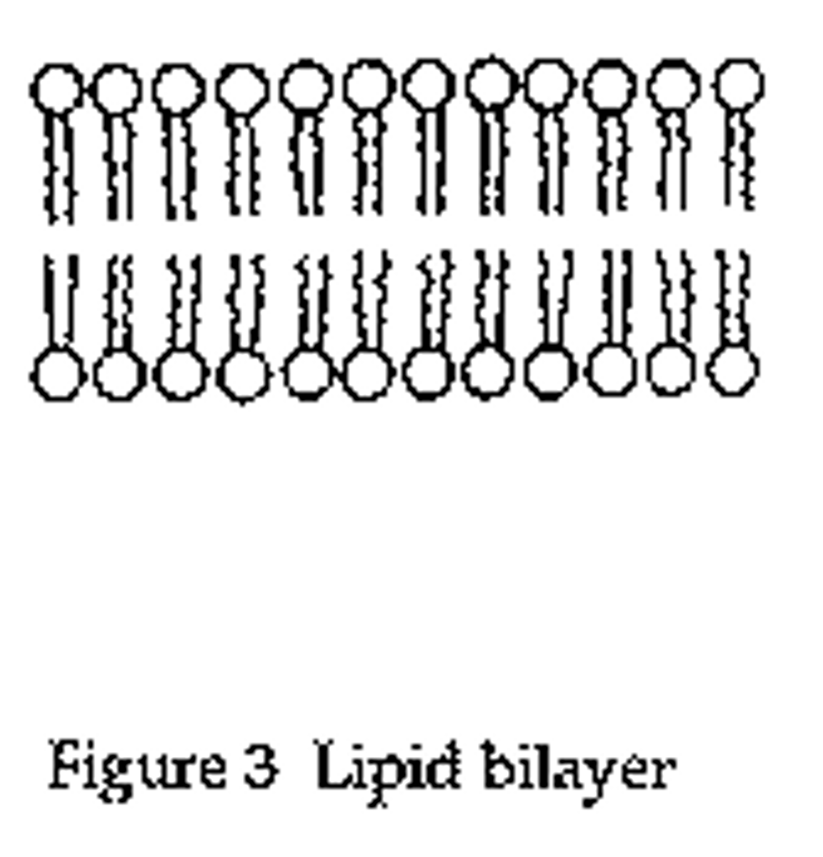 <p>Phospholipids form a bilayer</p>