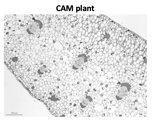 <p>CAM plants</p><ol><li><p>Large cells</p></li><li><p>Large vacuoles</p><ul><li><p>to store malate </p></li></ul></li><li><p>Small intercellular airspace</p><ul><li><p>tightly packed to reduce CO2 leakage</p></li></ul></li><li><p>Thick leaves with thick waxy cuticle</p></li><li><p>Smaller and fewer stomata</p><ul><li><p>prevent water loss</p></li></ul></li></ol><p><em>Adaptation to dry environments and to store a lot of malate (because it is not getting moved)</em></p>