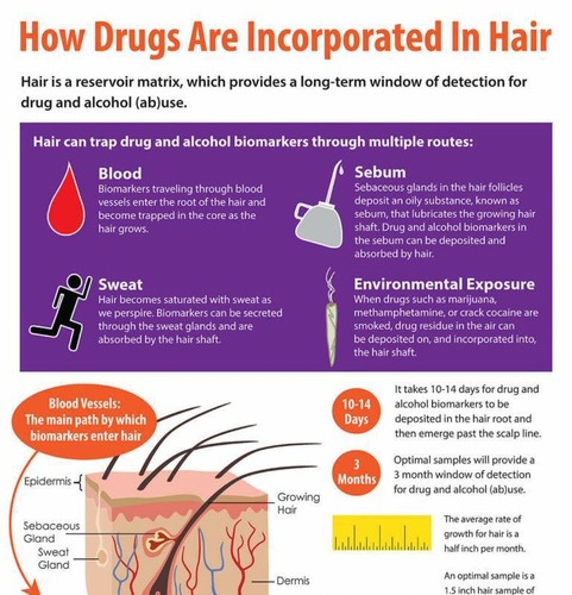 <p>Drugs in blood diffuse through capillary walls into the hair base and become trapped in the hair's protein structure.</p>