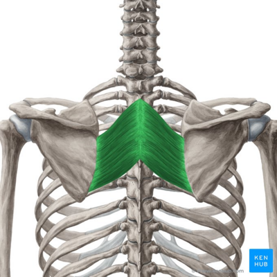 <p>retracts, rotates, and fixes scapula</p>