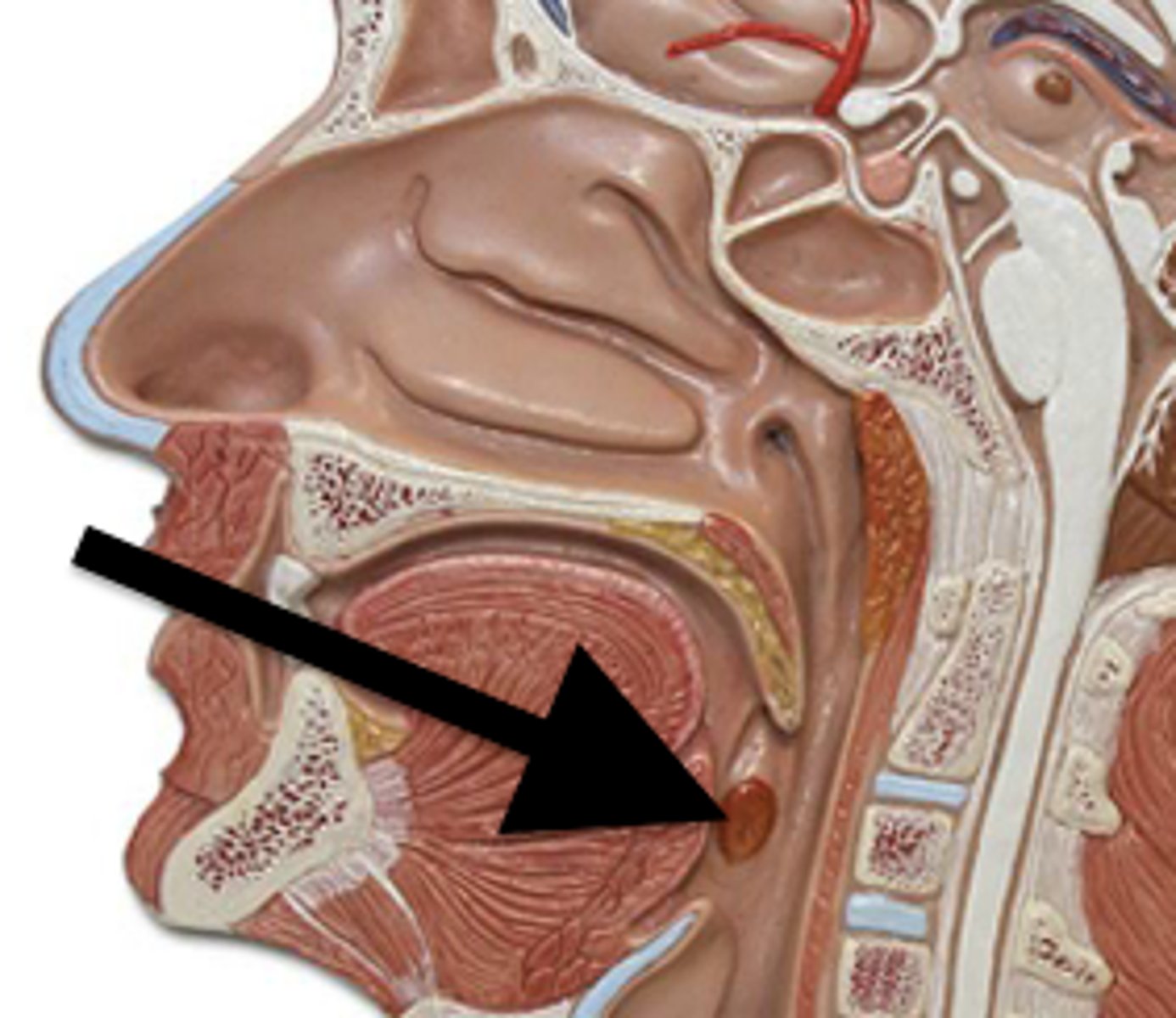 <p>inferior to uvula, lateral sides of throat</p>