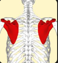 <p>A flat, triangular bone in the upper back that connects the humerus (arm bone) with the clavicle and plays a crucial role in shoulder stability and movement. </p>