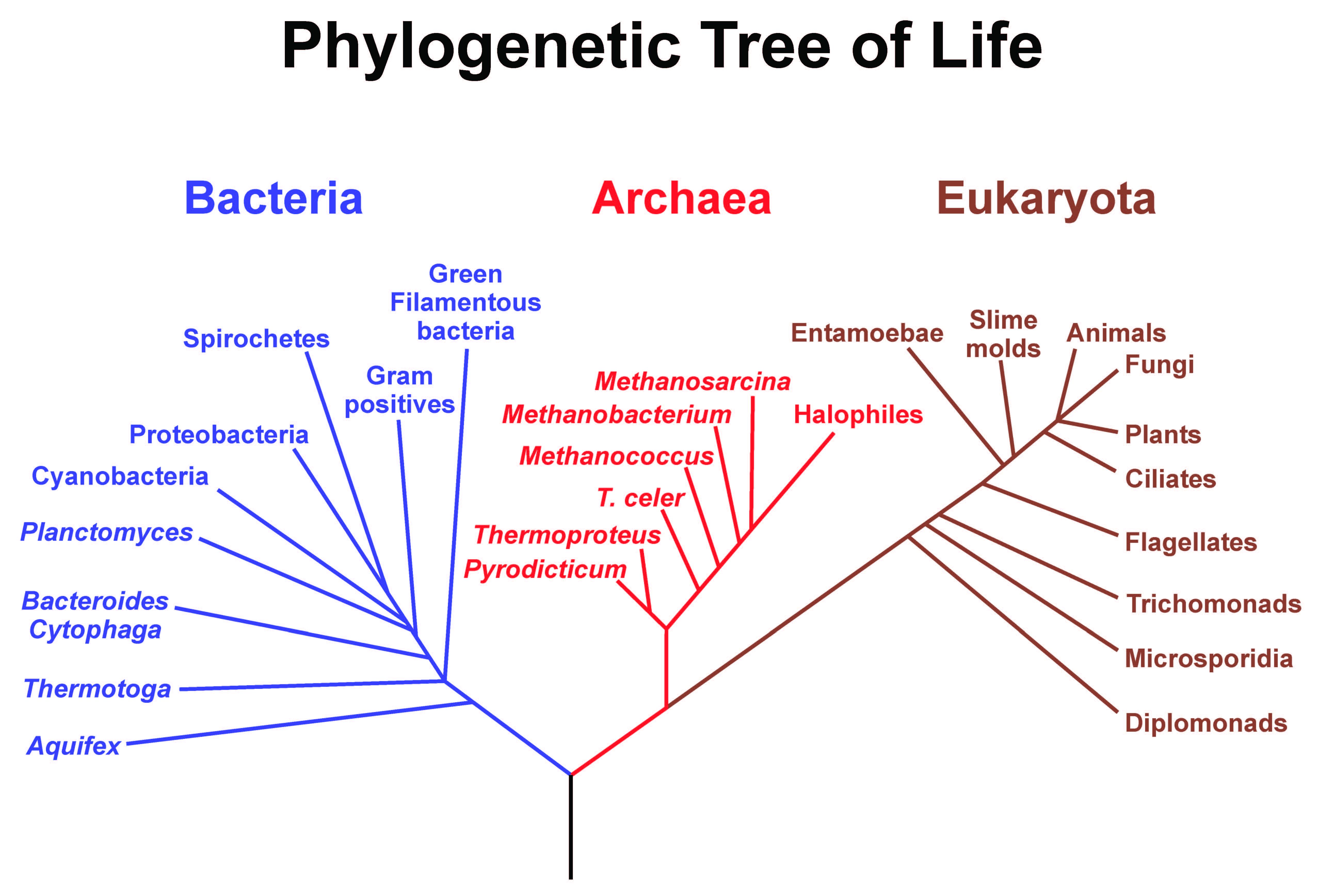 <ul><li><p>Helps identify and classify organisms</p></li><li><p>Determines why a species is involved in certain adaptations and not others</p></li><li><p>Compares morphological traits and behaviors in different species</p></li></ul>