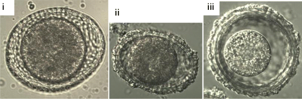 Picture of horse egg – give name and write the 5 characteristics