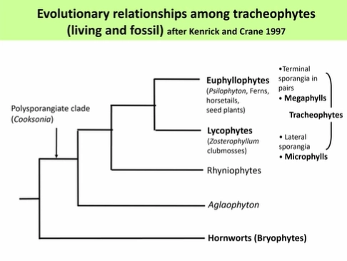 <p>land plants developed from algae into a stomatophyte ancestor (haplontic → haplo-diplontic life cycle)</p><ul><li><p>divergence from bryophytes to early tracheophytes eg. Cooksonia (dominant, branched sporophyte)</p></li><li><p>divergence from Aglaophyton (development of vascular systems, unequal dichotomy of branching)</p></li><li><p>divergence from rhyniophytes (monopodial branching, sterile vegetative structures)</p></li><li><p>divergence from Psilophyton (evolution of roots and leaves)</p></li><li><p>divergence between euphyllophytes and lycophytes (megaphylls vs microphylls)</p></li></ul><p></p>