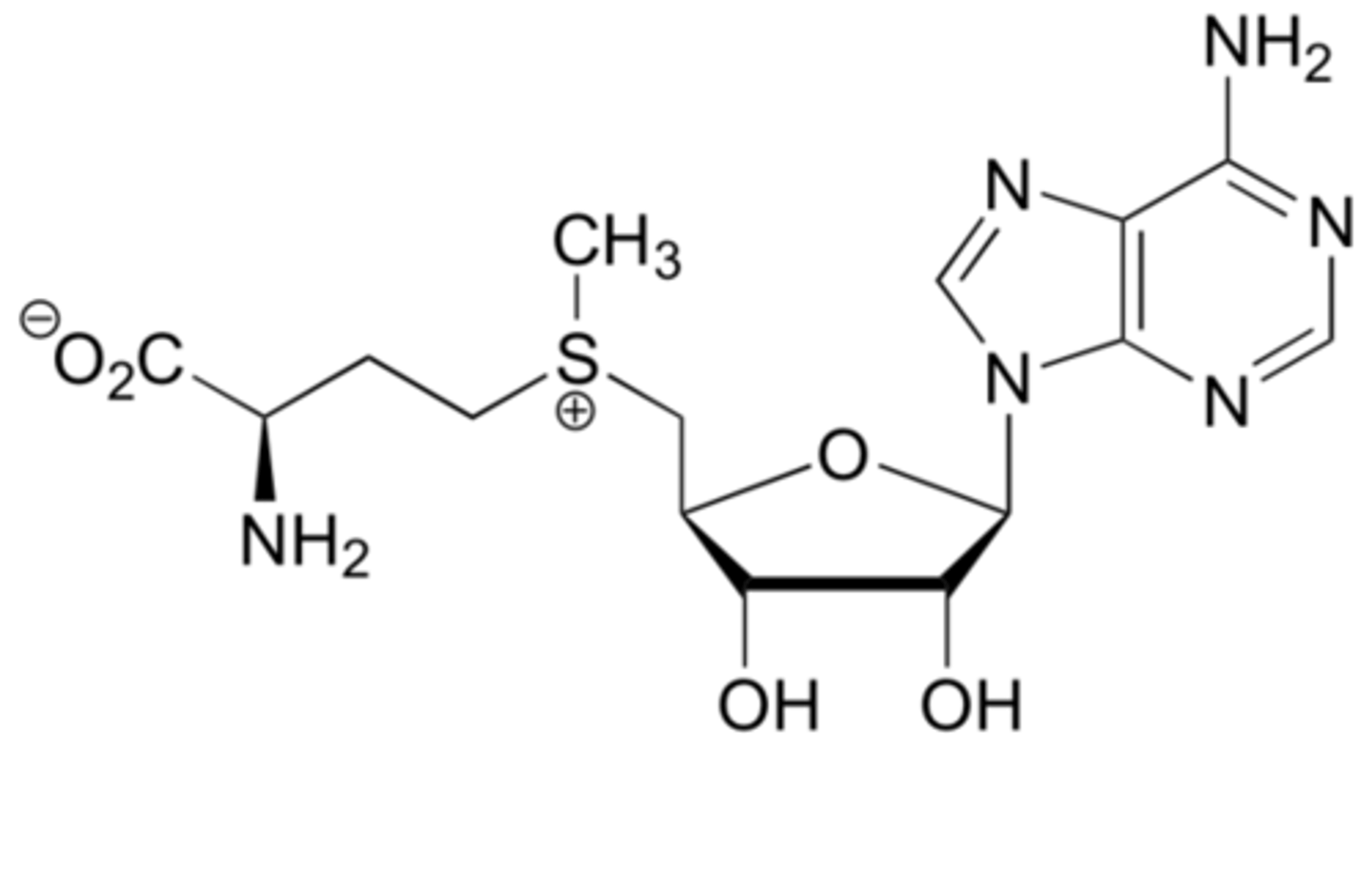 <p>Adenosine + Ribose + Mithionine</p><p>Co Substrate</p><p>Donation of Methyl Group</p><p>No associated Vitamin</p>