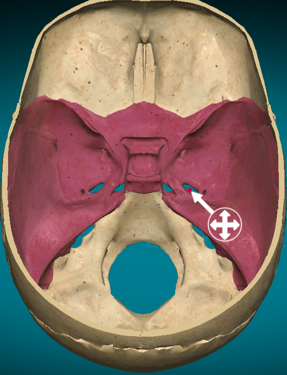 <p>Foramen ovale</p>