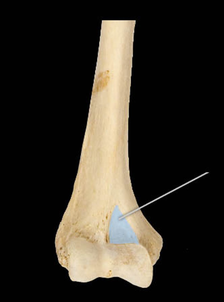 <p>Shallow fossa on the anterior distal end of the humerus</p>