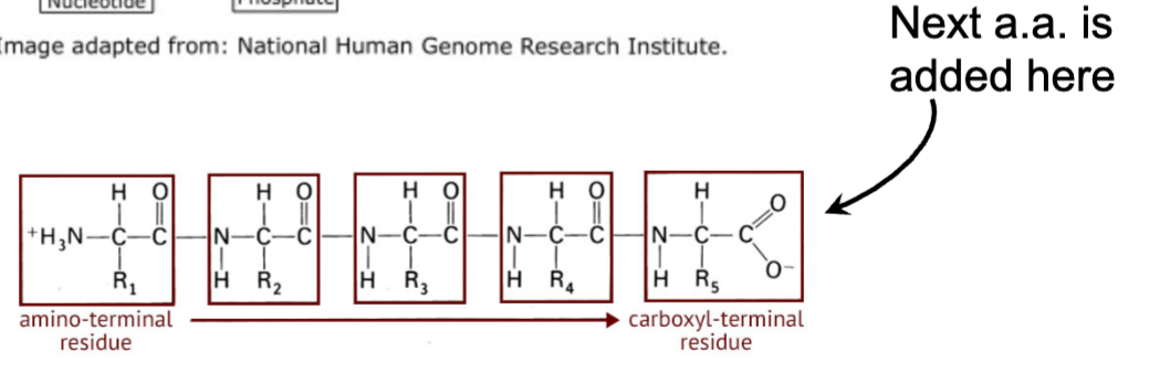 <p>From N terminus to C terminus.</p>
