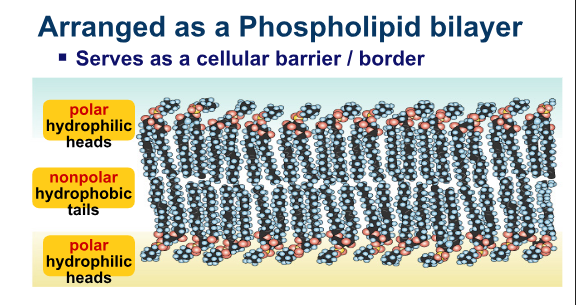 <p>Structure of phospholipids:</p>