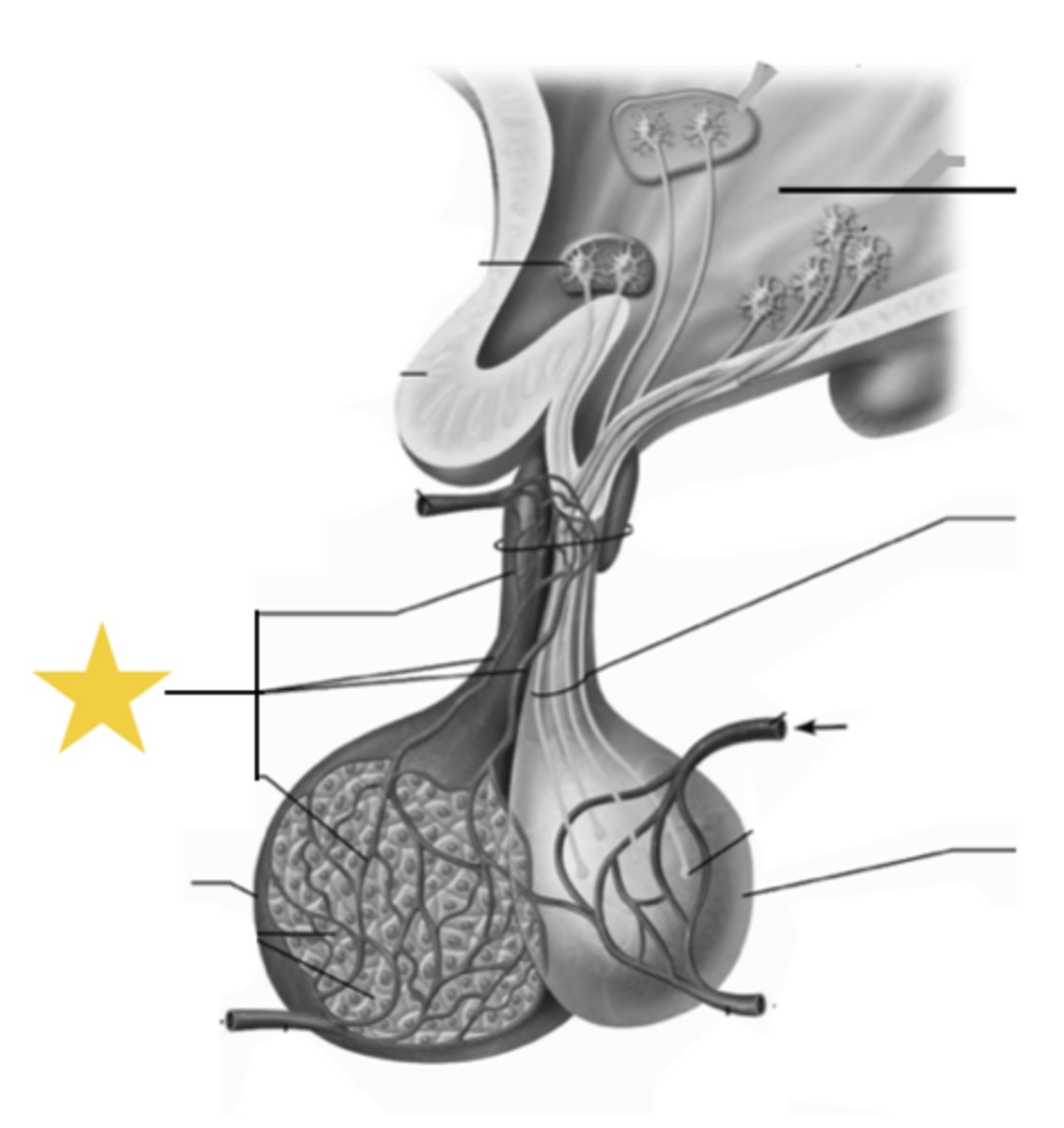 <p>delivers blood to the capillary network in the median eminence and infundibular stalk</p>