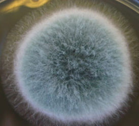<p>what is this? what genus + fungi type is it?</p>