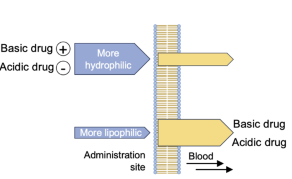 <p>A useful concept but doesn't take into account: </p><ul><li><p>Type of epithelium. </p></li><li><p>Surface area of the absorption site. </p></li><li><p>Ionized drugs will be absorbed to a small extent. </p></li><li><p>Active transport of drugs. </p></li><li><p>Residence time of drug at delivery site. </p></li><li><p>Charged drugs may form ion pairs with oppositely charged species.</p></li></ul><p></p>