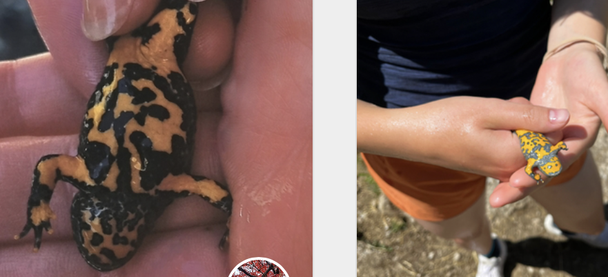 <p>Bombina variegata</p>