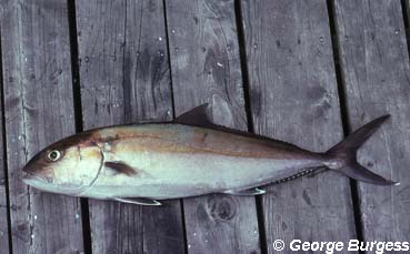 <p>Jaw reaches mid-pupil and is rounded</p><p>Bluish brown to olivey dorsal color with silver below with a dark band from eyes to orssal origin</p><p>faint amber stripe down the side</p><p>fleshy keel on each side </p><p></p>